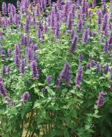 Top 10 New Perennial Plants for Spring 2017 Image